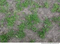 Photo Texture of Grass